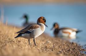 Image result for Anas acuta