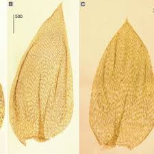 Attēlu rezultāti vaicājumam “Plagiothecium laetum”