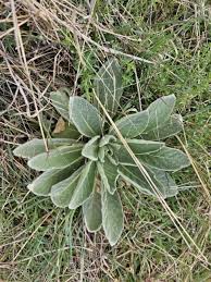 Attēlu rezultāti vaicājumam “Verbascum thapsus bud”