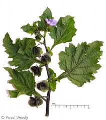 Attēlu rezultāti vaicājumam “Nicandra physalodes”
