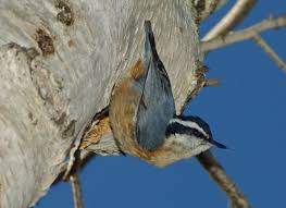 Image result for Sitta canadensis