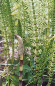 Attēlu rezultāti vaicājumam “Equisetum telmateia”