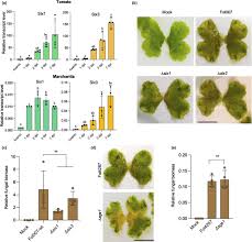 Attēlu rezultāti vaicājumam “Marchantia polymorpha”