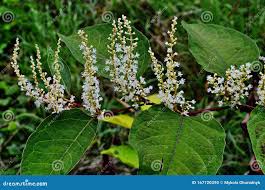 Attēlu rezultāti vaicājumam “Reynoutria sachalinensis”