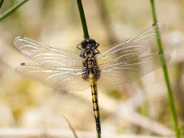 Attēlu rezultāti vaicājumam “Leucorrhinia rubicunda”