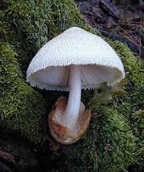 Attēlu rezultāti vaicājumam “Volvariella bombycina”