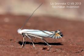 Attēlu rezultāti vaicājumam “Lyonetia prunifoliella”