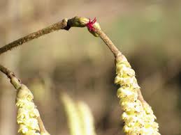 Attēlu rezultāti vaicājumam “Corylus avellana female flower”