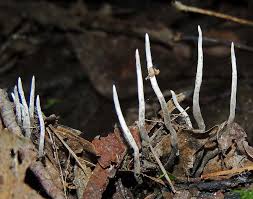 Attēlu rezultāti vaicājumam “Xylaria hypoxylon”