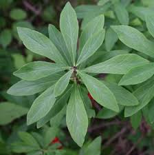 Attēlu rezultāti vaicājumam “Daphne mezereum leaf”