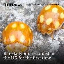 Attēlu rezultāti vaicājumam “Calvia decemguttata larva”