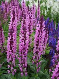 Image result for Salvia nemorosa