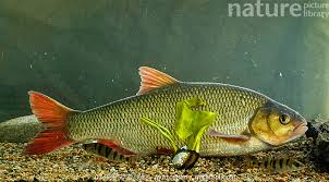 Attēlu rezultāti vaicājumam “Leuciscus idus”