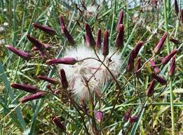 Attēlu rezultāti vaicājumam “Lactuca tatarica bud”