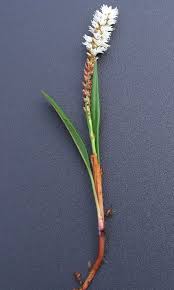 Attēlu rezultāti vaicājumam “Bistorta vivipara”