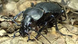 Attēlu rezultāti vaicājumam “Carabus coriaceus”