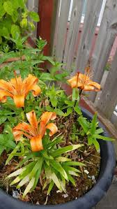 Attēlu rezultāti vaicājumam “Lilium lancifolium”