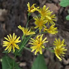 Attēlu rezultāti vaicājumam “Crepis paludosa leaf”