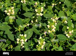 Attēlu rezultāti vaicājumam “Galeopsis speciosa leaf”