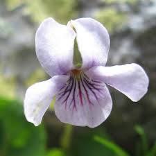 Attēlu rezultāti vaicājumam “Viola palustris flower”