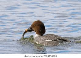 Attēlu rezultāti vaicājumam “Bucephala clangula”