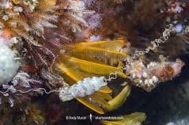 Image result for Haploblepharus edwardsii