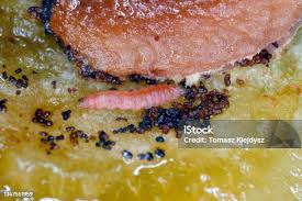 Attēlu rezultāti vaicājumam “Grapholita funebrana larva”