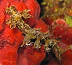 ผลการค้นหารูปภาพสำหรับ Bornella Anguilla