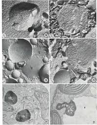 Attēlu rezultāti vaicājumam “Batrachospermum moniliforme”