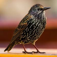 Attēlu rezultāti vaicājumam “Sturnus vulgaris”