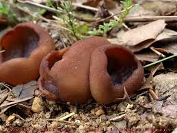 Attēlu rezultāti vaicājumam “Peziza badia”