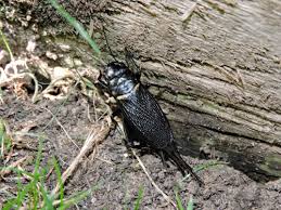 Attēlu rezultāti vaicājumam “Gryllus domesticus”