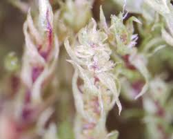 Attēlu rezultāti vaicājumam “Pohlia sphagnicola”