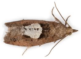 Attēlu rezultāti vaicājumam “Epinotia brunnichana”