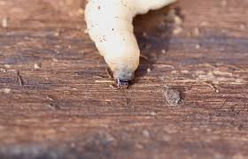 Attēlu rezultāti vaicājumam “Tipulidae larva”