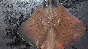 Image result for Rostroraja alba