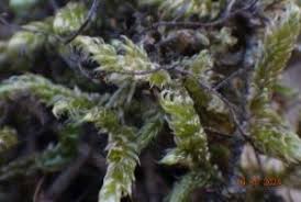 Attēlu rezultāti vaicājumam “Hypnum cupressiforme var. lacunosum sporophyte”
