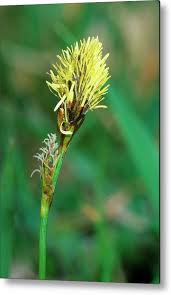Attēlu rezultāti vaicājumam “Carex caryophyllea leaf”