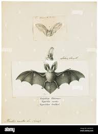 Attēlu rezultāti vaicājumam “Plecotus auritus”