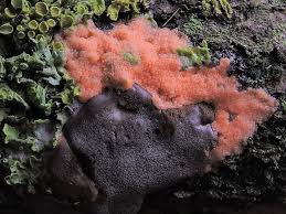 Attēlu rezultāti vaicājumam “Didymium tussilaginis sessile”