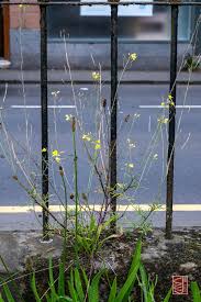 Attēlu rezultāti vaicājumam “Diplotaxis tenuifolia bud”