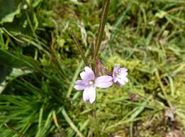 Attēlu rezultāti vaicājumam “Epilobium palustre”