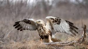 Attēlu rezultāti vaicājumam “Buteo lagopus”