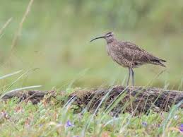 Image result for Numenius hudsonicus