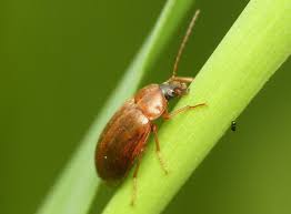 Attēlu rezultāti vaicājumam “Isomira murina”