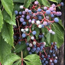 Attēlu rezultāti vaicājumam “Parthenocissus quinquefolia fruit”