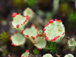 Attēlu rezultāti vaicājumam “Cladonia coccifera”