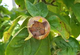 Attēlu rezultāti vaicājumam “Hordelymus europaeus fruit”