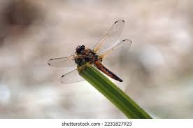 Attēlu rezultāti vaicājumam “Libellula fulva male”