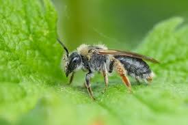 Attēlu rezultāti vaicājumam “Andrena haemorrhoa female”